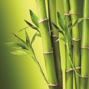 building in Madison, bamboo in Madison, bamboo in building, building with bamboo, building in Waunakee