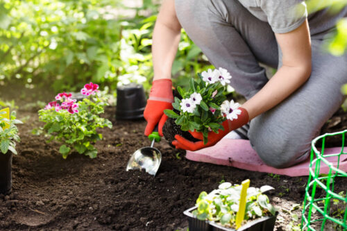 home gardening tips